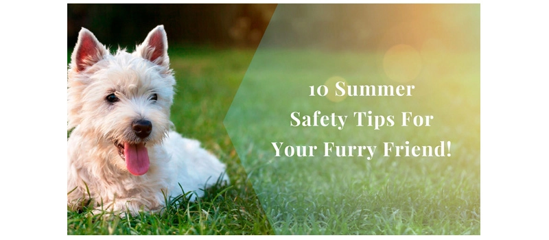 10 Safety Tips To Keep Dogs Healthy and Fit During Summer