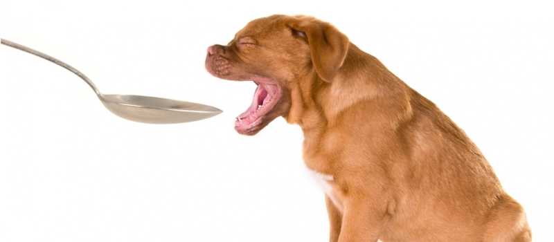 Things dog hot sale owners need