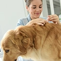What Is the Safest Tick and Flea Treatment for Dogs