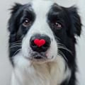 What Is Vetmedin Used for in Dogs What Is Vetmedin Used for in Dogs
