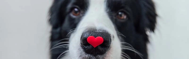 what is vetmedin used for in dogs